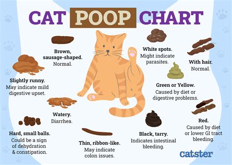 cat is leaking poop|Why Is My Catʼs Anus Leaking Poop – [Vet Explains Pets]